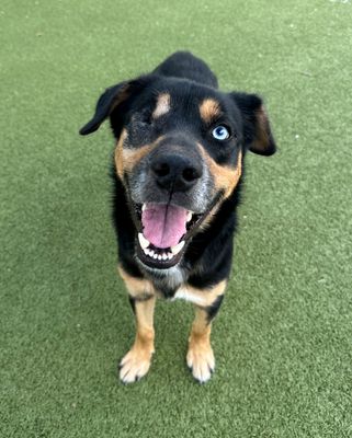 *AZUL - German Shepherd Dog available for adoption