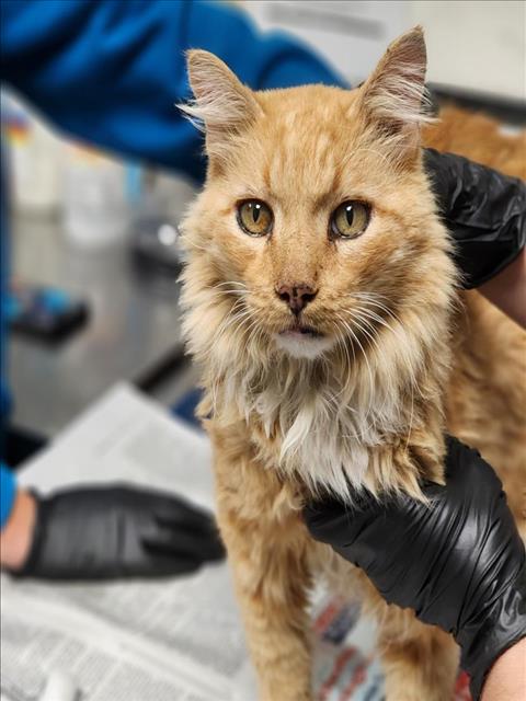 *CARROT CAKE - Domestic Long Hair available for adoption