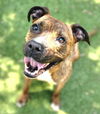 adoptable Dog in  named KIMCHI
