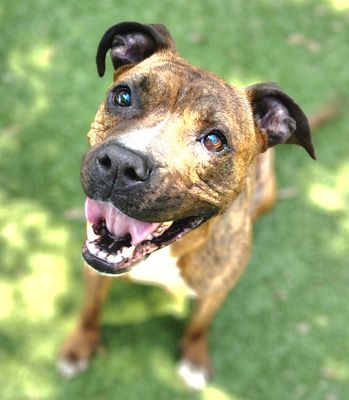 KIMCHI - American Pit Bull Terrier available for adoption