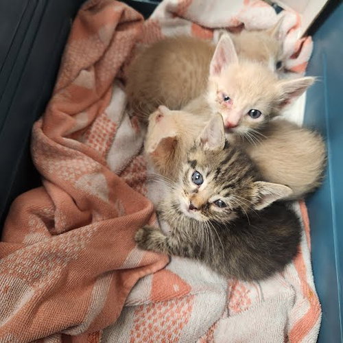 *CUDDLES - Domestic Short Hair available for adoption