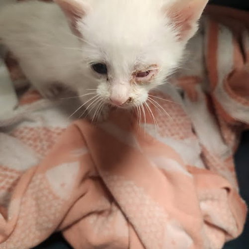 *SNUGGLES - Siamese available for adoption
