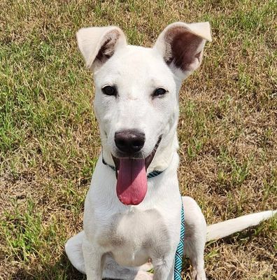 *NOVA - Anatolian Shepherd available for adoption
