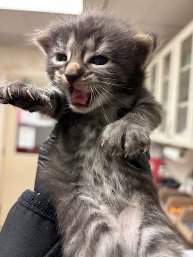 adoptable Cat in Austin, TX named *BIRDIE