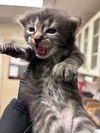 adoptable Cat in  named *BIRDIE