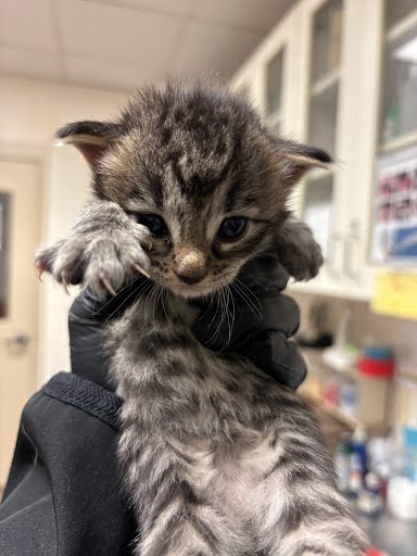 *BROWNEY - Domestic Medium Hair available for adoption