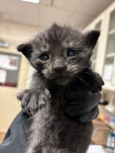 *BLUEY - Domestic Medium Hair available for adoption