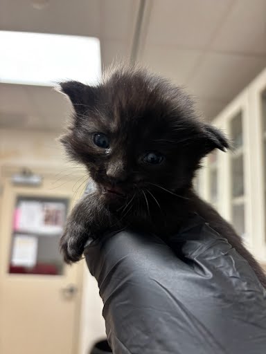 adoptable Cat in Austin, TX named *GERDIE