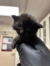 adoptable Cat in  named *GERDIE