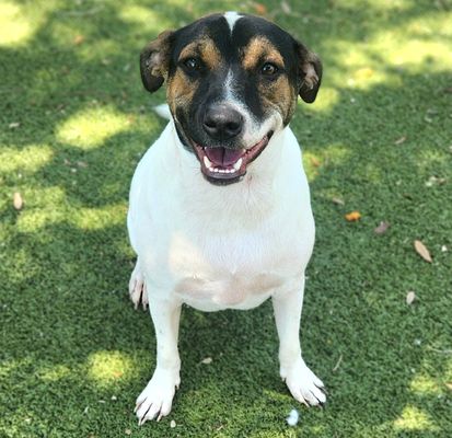 *GERBIL - Labrador Retriever / Beagle available for adoption