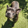 adoptable Dog in  named GIGI