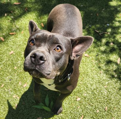 GIGI - French Bulldog / Pit Bull Terrier available for adoption