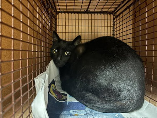 *LINDA - Domestic Short Hair available for adoption