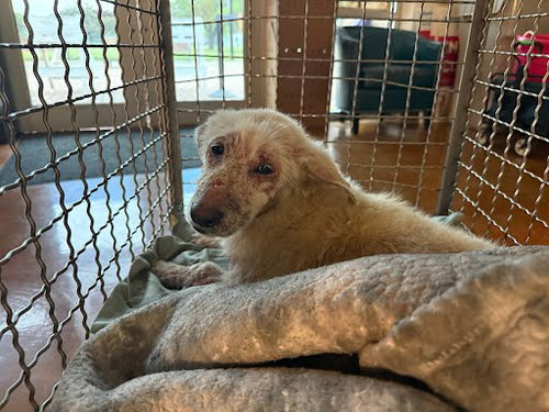 *SUNITA - Great Pyrenees available for adoption