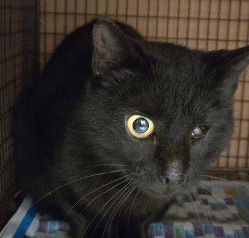 *OLIVE - Domestic Short Hair available for adoption