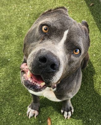 *JASPER - Pit Bull Terrier available for adoption