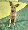 adoptable Dog in  named *ALFRED