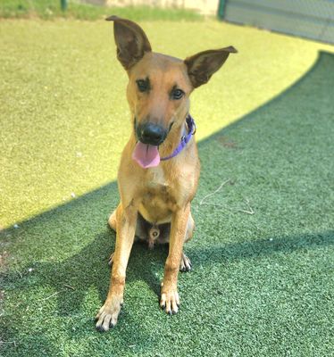 *ALFRED - German Shepherd Dog / Collie available for adoption
