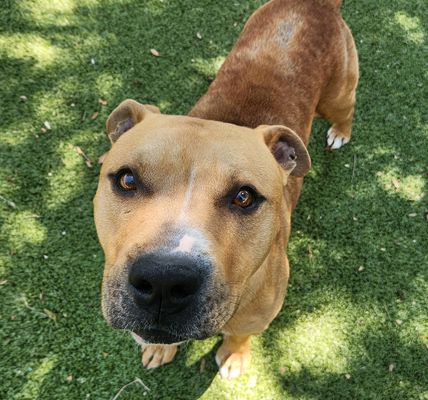 *CHIPPERONI - American Staffordshire Terrier available for adoption