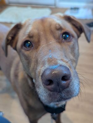 *FRITO - Boxer / German Shepherd Dog available for adoption