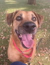 adoptable Dog in  named *PATTY MELT