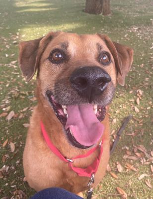 *PATTY MELT - Labrador Retriever / Plott Hound available for adoption