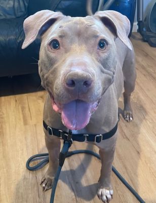 *SERENA - Pit Bull Terrier available for adoption