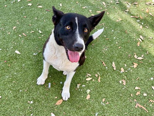 *STELLA - Border Collie / Labrador Retriever available for adoption