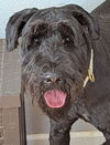 adoptable Dog in  named BJORN