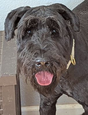 BJORN - Giant Schnauzer available for adoption