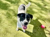 OLLIE - Photo 1