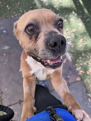 *BUGSY - Pit Bull Terrier / Boxer available for adoption