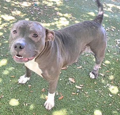*BONNIE - Pit Bull Terrier available for adoption