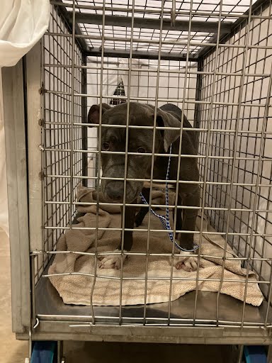 *GUPPY - Pit Bull Terrier available for adoption