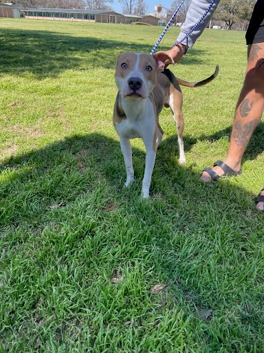 BENJI - Pit Bull Terrier available for adoption