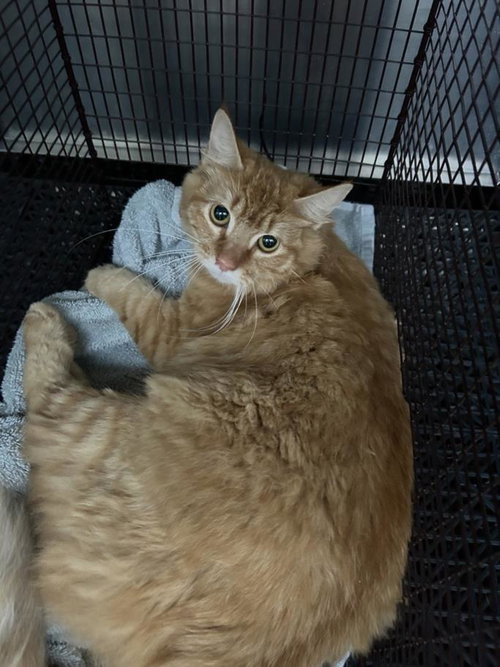 *SAFFRON - Domestic Short Hair available for adoption
