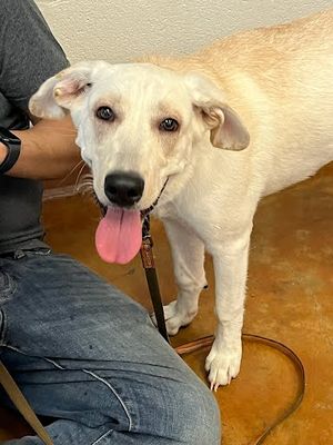 *LINDA - Labrador Retriever available for adoption