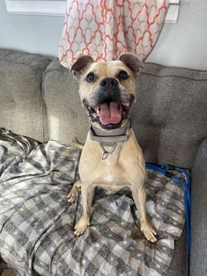 IVAN - American Bulldog / French Bulldog available for adoption