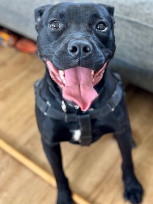 *BENNY - Pit Bull Terrier available for adoption