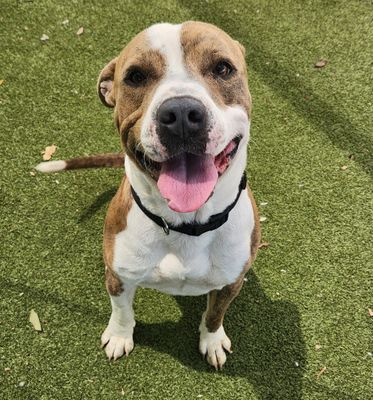 *TADPOLE - Pit Bull Terrier available for adoption