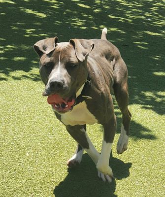 *TUGBOAT - American Pit Bull Terrier available for adoption