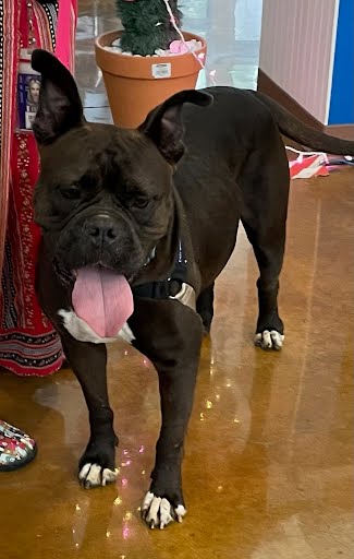 *MISS MAGOO - Boxer available for adoption