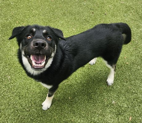 IGOR - Siberian Husky available for adoption