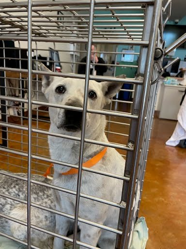 *CARAMEL - Australian Cattle Dog/Blue Heeler available for adoption