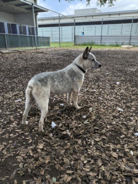 *TOFFEE - Australian Cattle Dog/Blue Heeler available for adoption