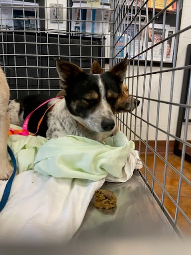 *KIT KAT - Australian Cattle Dog/Blue Heeler available for adoption