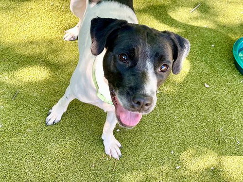 DAISY - English Pointer / Pit Bull Terrier available for adoption