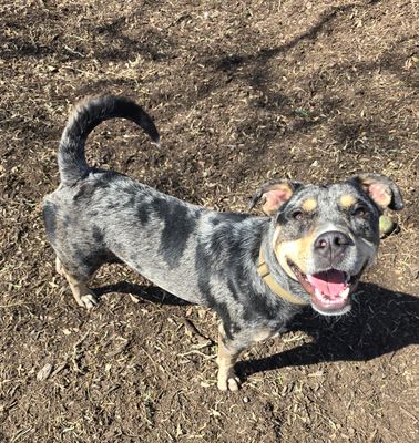 *BEAUREGARD - Catahoula Leopard Dog / Australian Cattle Dog/Blue Heeler available for adoption
