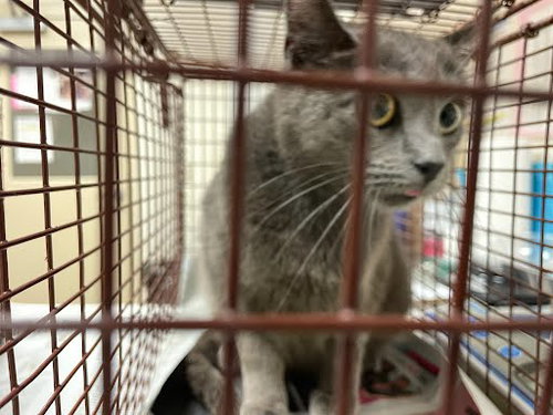 *BLOSSOM - Domestic Short Hair available for adoption