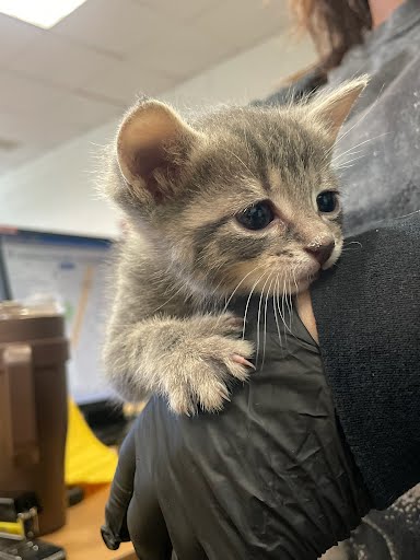 A928067 - Domestic Short Hair available for adoption
